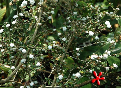 Serissa foetida ‘Flora Pleno’ (Snow Rose)