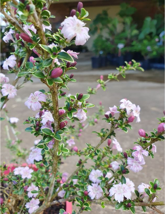 Serissa foetida ‘Snow Leaves Pink’ (Snow Rose)