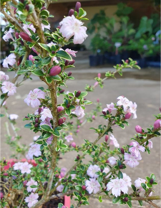 Serissa foetida ‘Snow Leaves Pink’ (Snow Rose)