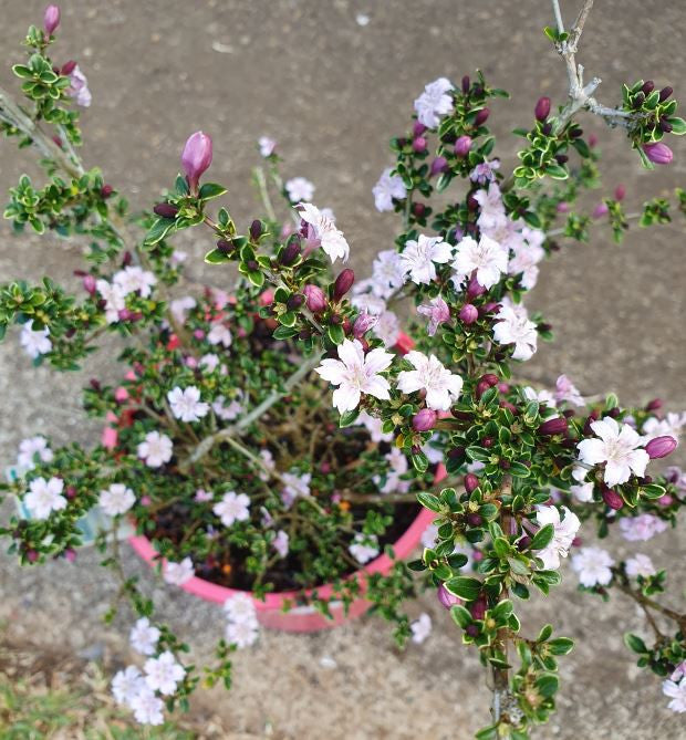 Serissa foetida ‘Snow Leaves Pink’ (Snow Rose)