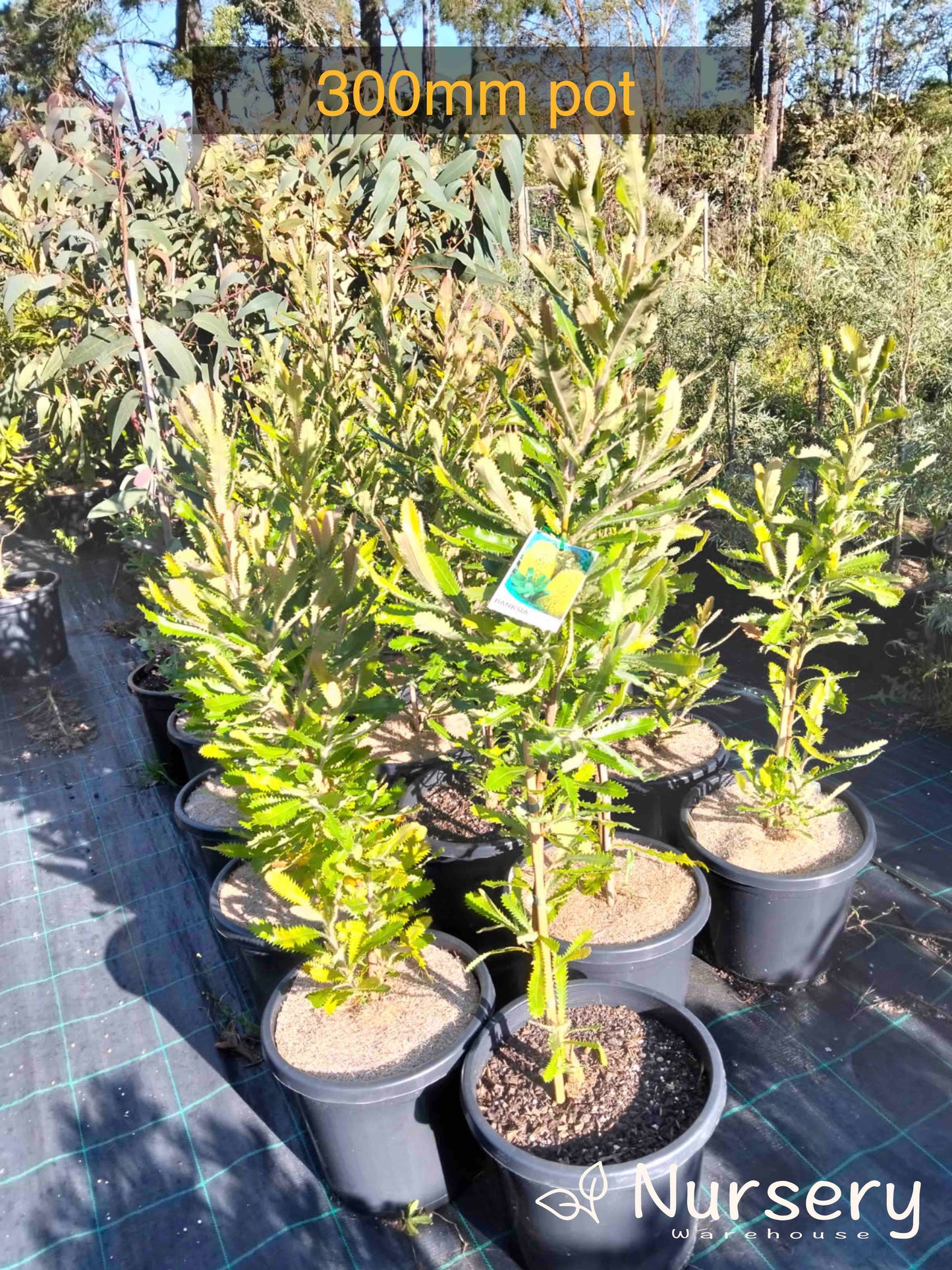 Banksia Serrata (Old Man Banksia)