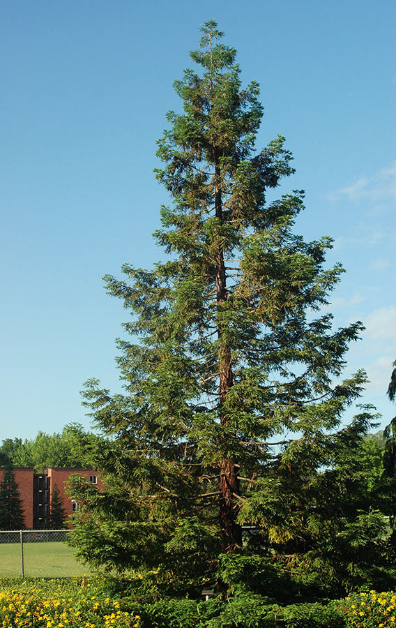 Sequoia sempervirens (Coast Redwood)