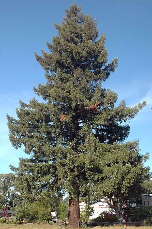 Sequoia sempervirens (Coast Redwood)