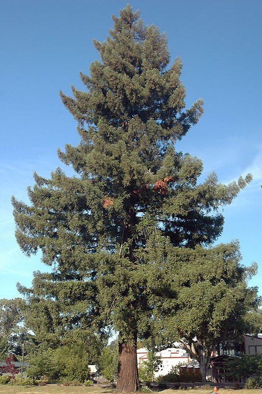 Sequoia sempervirens (Coast Redwood)