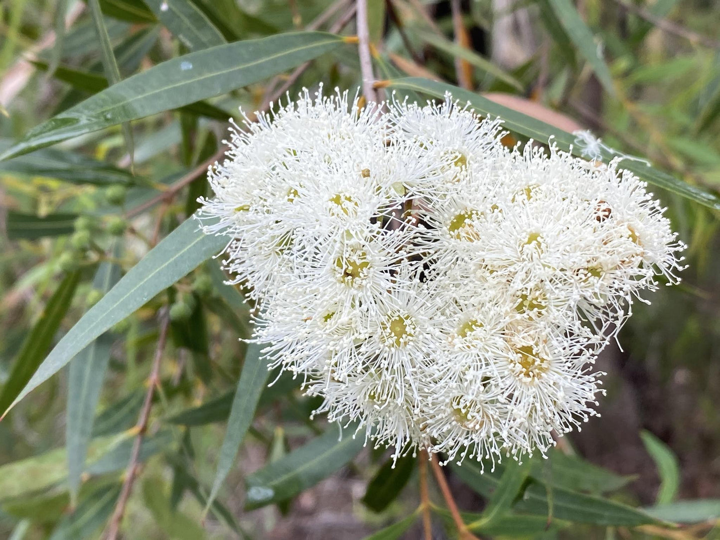 Angophora Bakeri (Narrow-Leaved Apple)