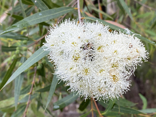 Angophora Bakeri (Narrow-Leaved Apple)