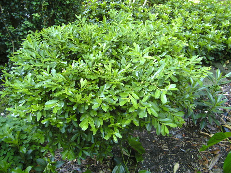 Buxus bodinieri (Shaggy Box)