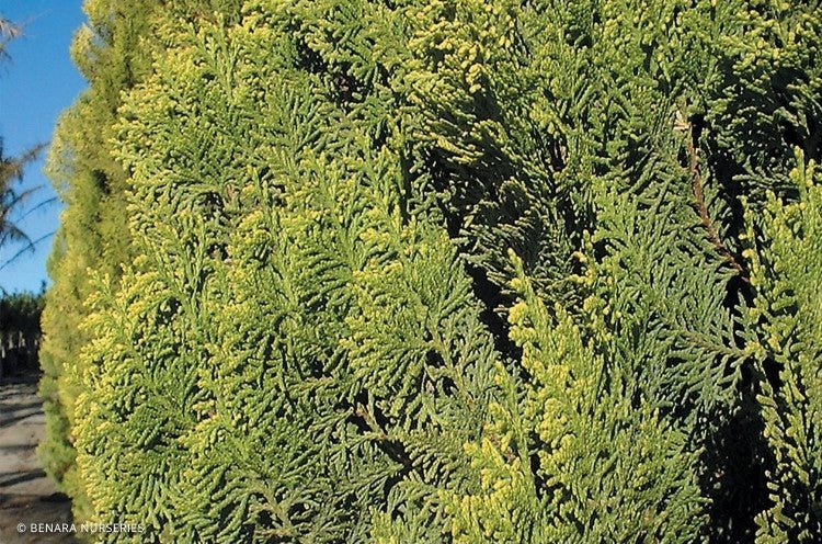 Thuja orientalis Shirls Supreme (Shirls Supreme Gold Biota)