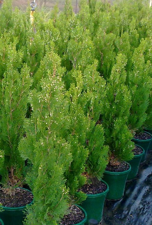 Thuja orientalis Shirls Supreme (Shirls Supreme Gold Biota)