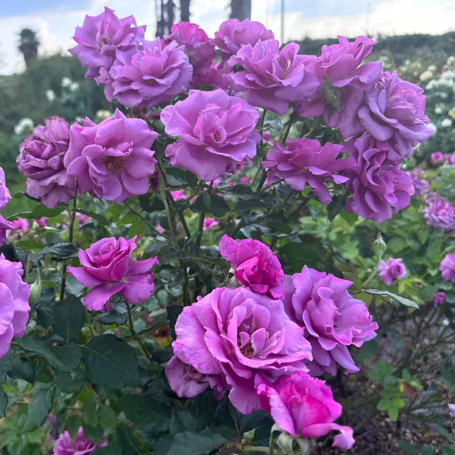 Rosa 'Shocking Blue' (Shocking Blue Standard Rose)
