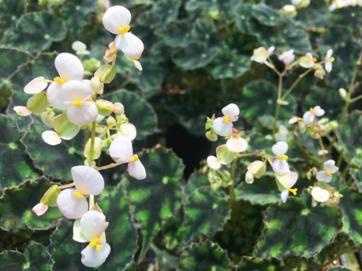 Begonia ‘Tiger’ (Rex Begonia / Eyelash Begonia)