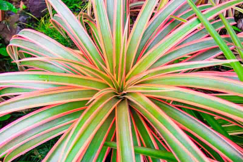 Dracaena Marginata 'Colorama' (Colorama Dragon Tree)