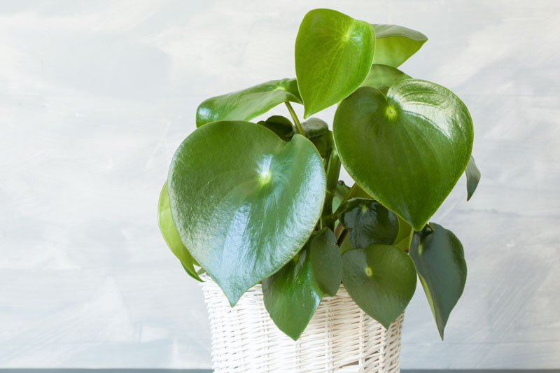 Peperomia polybotrya ‘Tear Drop’ (Raindrop Peperomia)