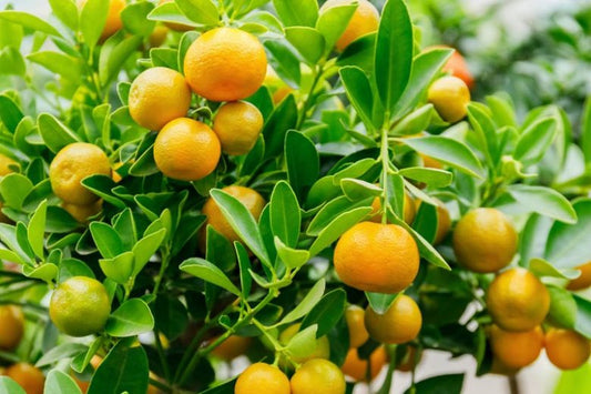 Citrus × microcarpa (Espaliered Calamondin)