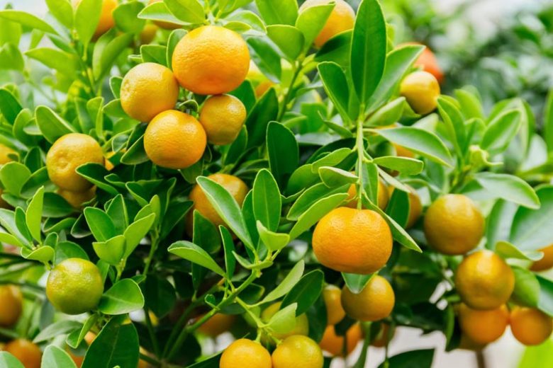 Citrus – Calamondin (Citrus × microcarpa)
