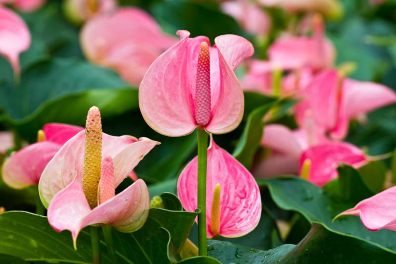 Anthurium Andraeanum (Flamingo Flower)