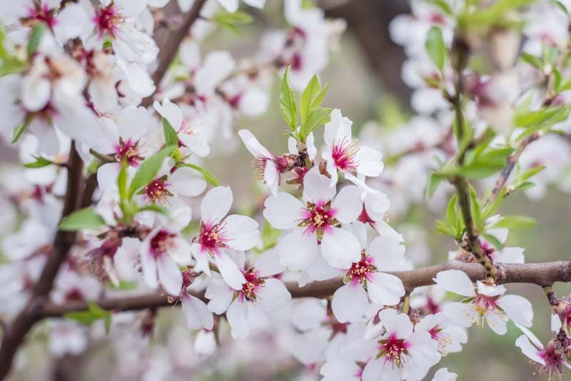 Prunus dulcis ‘Pollardii’ (Pollardii Almond)
