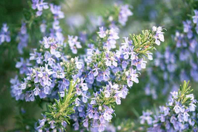 Rosmarinus officinalis ‘Silverwood’