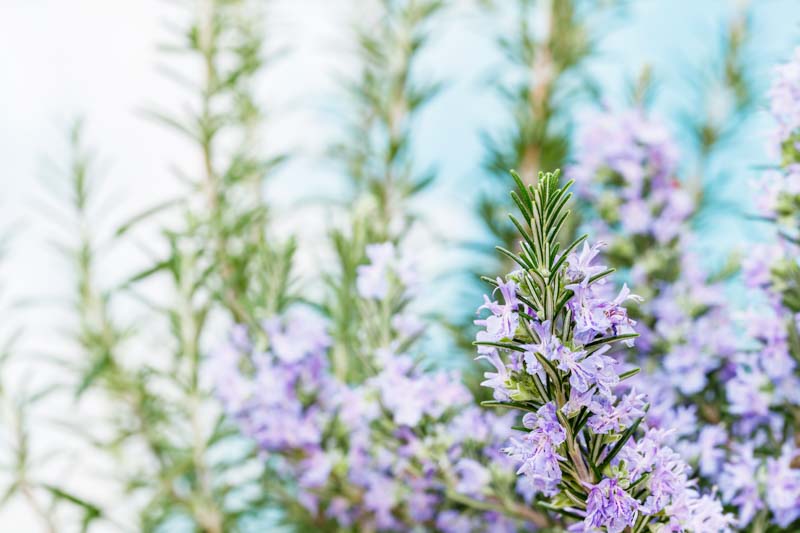 Rosmarinus officinalis ‘Silverwood’