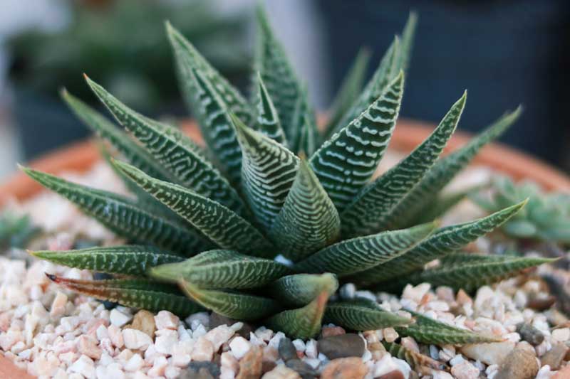 Haworthia limifolia (Fairy Washboard)