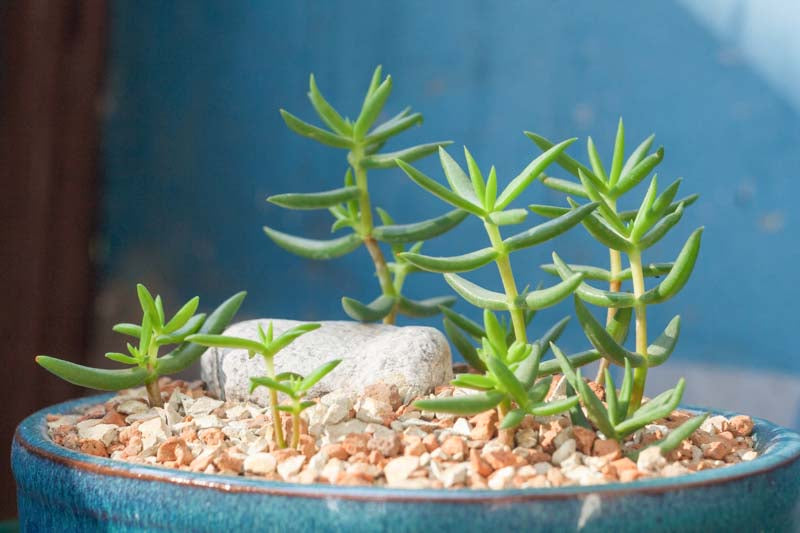 Crassula tetragona (Miniature Tree Crassula)
