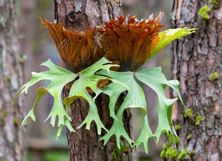 Platycerium bifurcatum ‘Netherlands’ (Elkhorn / Staghorn Fern)
