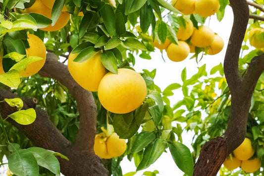 Citrus paradisi 'Wheeny' (Wheeny Grapefruit)