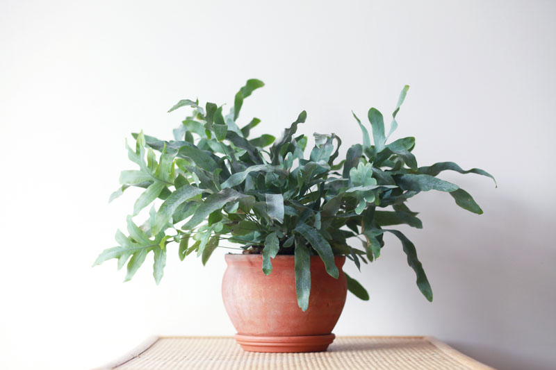 Phlebodium aureum (Blue Star Fern)