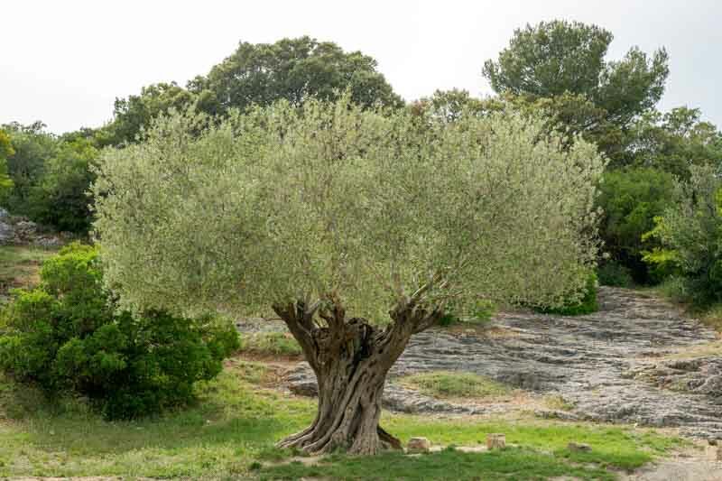 Olea europaea (Olive Tree)