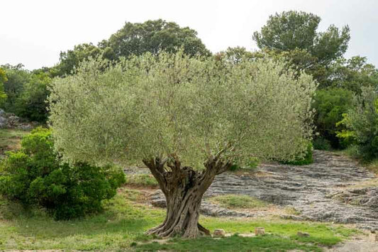 Olea europaea (Olive Tree)