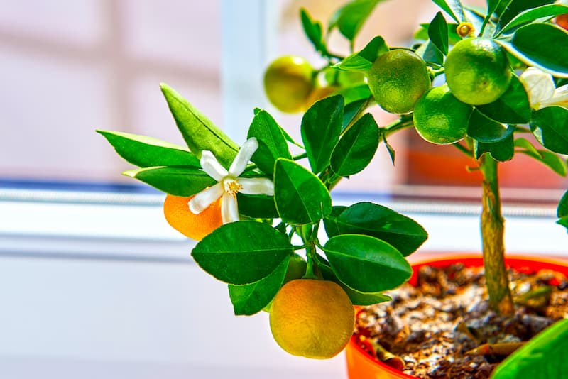 Citrus – Calamondin (Citrus × microcarpa)