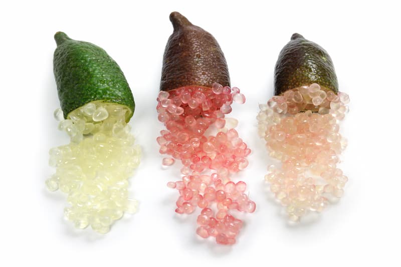 Citrus australasica ‘Australian Outback’ – Australian Finger Lime