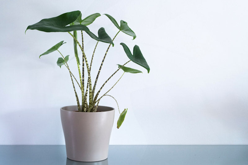 Alocasia zebrina (Zebra Plant)