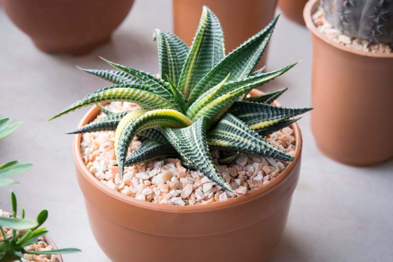 Haworthia limifolia (Fairy Washboard)