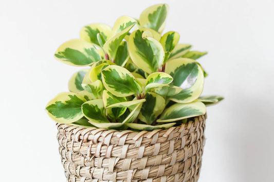 Peperomia obtusifolia Variegated (Variegated Baby Rubber Plant)