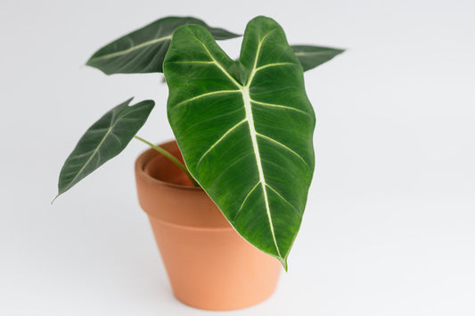 Alocasia micholitziana 'Frydek' (Green Velvet Elephant Ear)