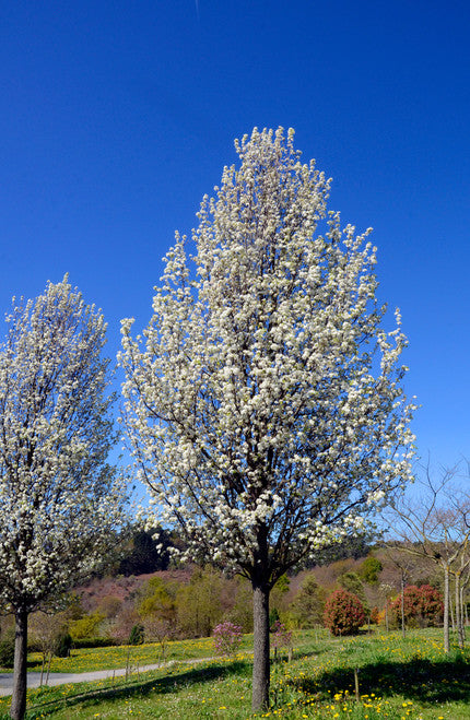 Pyrus calleryana 'Winter Glow' (Winter Glow Ornamental Pear)