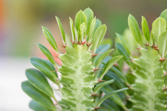 Euphorbia trigona (African Milk Tree)