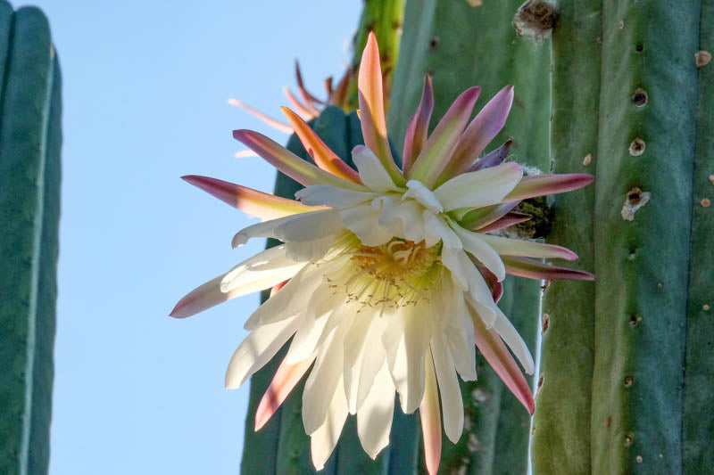 Trichocereus pachanoi (San Pedro Cactus)