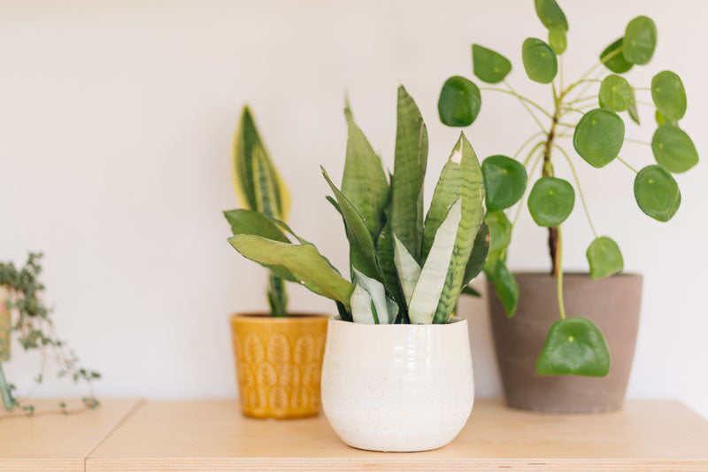 Dracaena trifasciata ‘Moonshine’ (Moonshine Snake Plant)