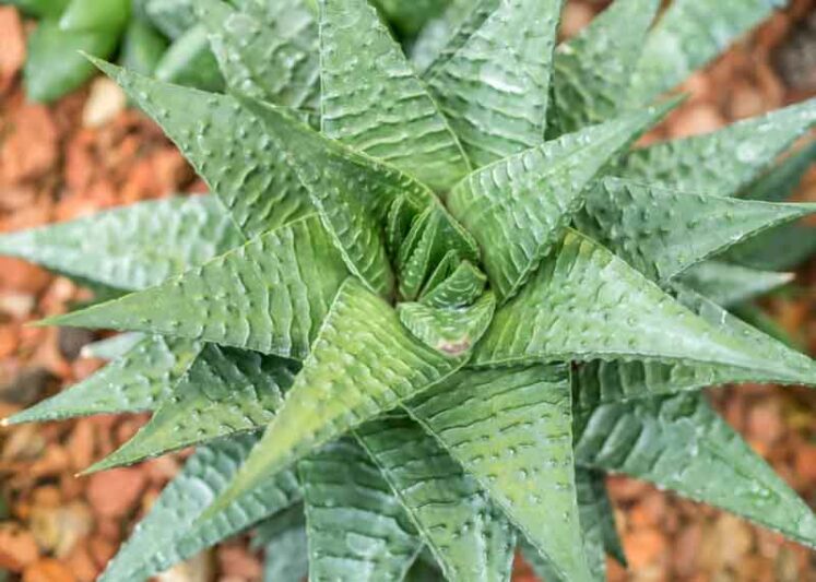 Haworthia limifolia (Fairy Washboard)