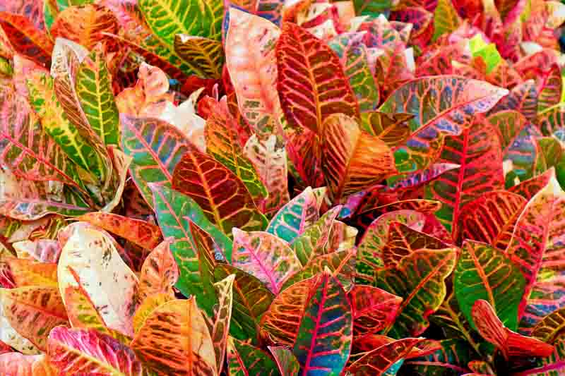 Codiaeum Variegatum (Assorted Croton)