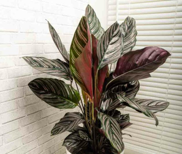 Goeppertia (Calathea) ornata ‘Sanderiana’ (Pin-Stripe Calathea)