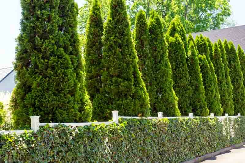 Thuja occidentalis ‘Smaragd’ (Emerald Green Arborvitae)