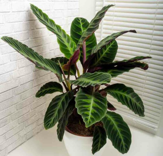 Calathea Warscewiczii (Velvet Calathea)