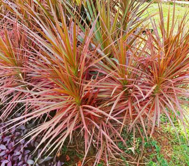Dracaena Marginata 'Colorama' (Colorama Dragon Tree)