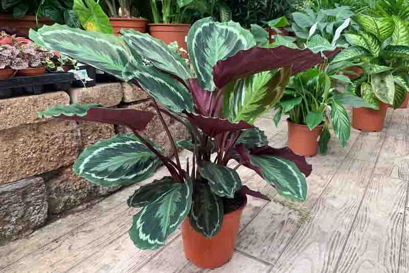 Goeppertia (Calathea) roseopicta ‘Dottie’