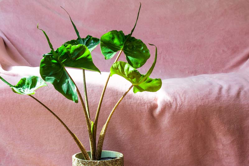 Alocasia 'Stingray' (Stingray Elephant Ear)