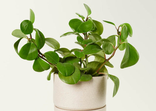 Peperomia obtusifolia (Baby Rubber Plant)