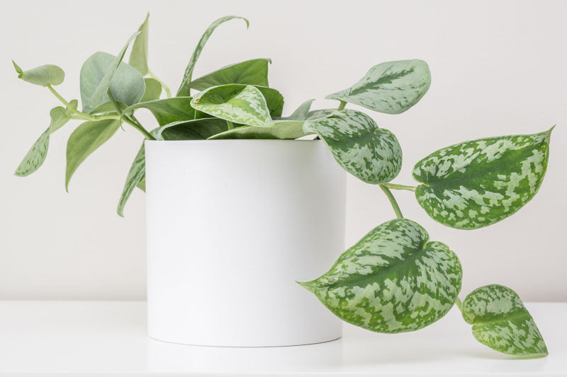 Scindapsus pictus (Pothos / Satin Pothos)
